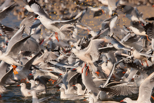 A huge flock of migratory birds (Sea Gulls) swarming Lakhota Lake in Gujarat (India)
