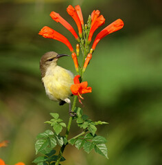 A female Purple-rumped Sunbird sitting on the branch of a beautiful flowering plant - photographed in an urban park in Bangalore (India)