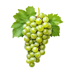 Obraz premium Fresh green wine grapes with green leaves isolated on a white background for culinary use or wine production, Green wine grapes isolated on white background