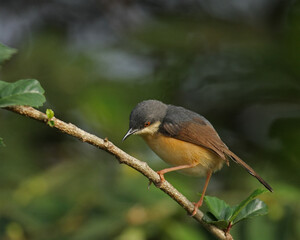 Ashy Prinia photographed in an urban park in Bangalore (India)