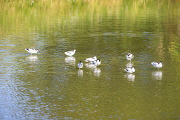 Whispers of Stillness: Avocets in Morning Light