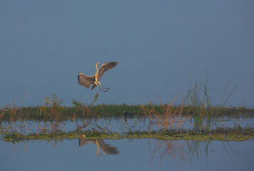 A Grey Heron landing on a a strip of land at the edge of a lake (photographed at Hoskote Lake at the outskirts of Bangalore, India)