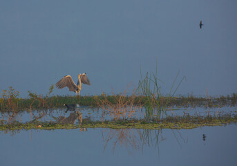 A Grey Heron landing on a a strip of land at the edge of a lake (photographed at Hoskote Lake at...