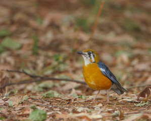 A colourful Orange-Headed Thrush - photographed in Nandi Hills (near Bangalore, India)
