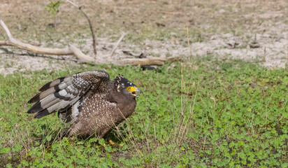 Crested Serpent Eagle (Spilornis cheela) perching on ground with open crest during the territory fight with Red-wattled Lapwing at the forest.