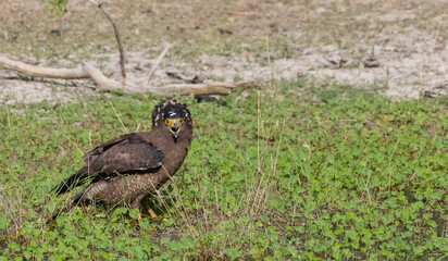 Crested Serpent Eagle (Spilornis cheela) perching on ground with open crest during the territory fight with Red-wattled Lapwing at the forest.