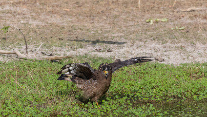 Crested Serpent Eagle (Spilornis cheela) perching on ground with open crest during the territory fight with Red-wattled Lapwing at the forest.