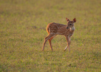 A baby Spotted Deer - photographed in Kabini (Nagarhole National Park, Karnataka, India)