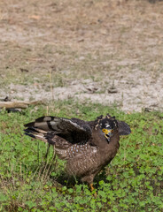 Crested Serpent Eagle (Spilornis cheela) perching on ground with open crest during the territory fight with Red-wattled Lapwing at the forest.