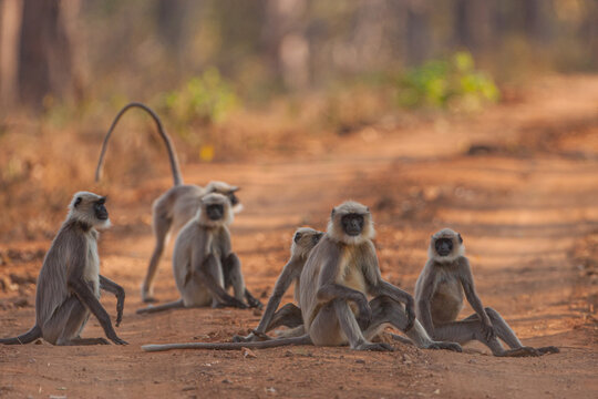 A group of Langur monkeys sitting on the mud road in Kabini (Nagarhole National Park, Karnataka, India)