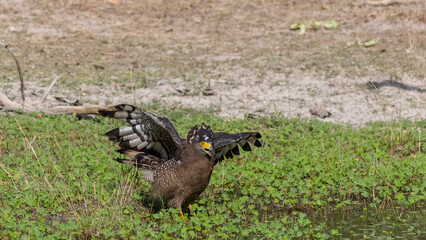 Crested Serpent Eagle (Spilornis cheela) perching on ground with open crest during the territory fight with Red-wattled Lapwing at the forest.