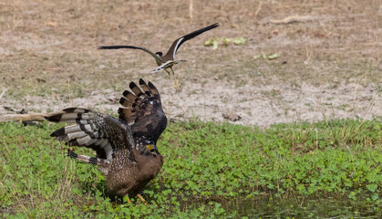 Crested Serpent Eagle (Spilornis cheela) perching on ground with open crest during the territory fight with Red-wattled Lapwing at the forest.