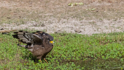 Crested Serpent Eagle (Spilornis cheela) perching on ground with open crest during the territory fight with Red-wattled Lapwing at the forest.