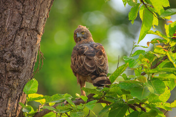 Changeable Hawk Eagle - photographed in Kanha National Park (India)