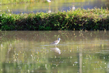 Black-winged Stilt Wading in a Peaceful Wetland Habitat, Long Valley, Hong Kong 