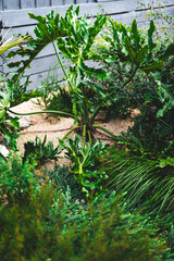 giant Philodendron leaves in Australian backyard with native plants