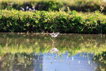Black-winged Stilt Wading in a Peaceful Wetland Habitat, Long Valley, Hong Kong 