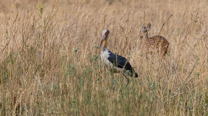 Adjutant stork (Leptoptilos dubius) walking in between the bushes at forest. Spotted deer in background.