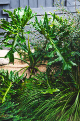 giant Philodendron leaves in Australian backyard with native plants