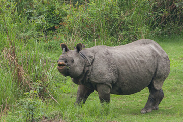 Obraz premium One Horned Rhino foraging in the grassland of Kaziranga National Park (India)