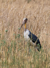Adjutant stork (Leptoptilos dubius) walking in between the bushes at forest. Spotted deer in background.