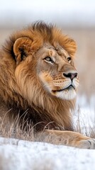 Lion portrait in winter field resting, animal alone, regal look, wildlife photo for nature blog, article