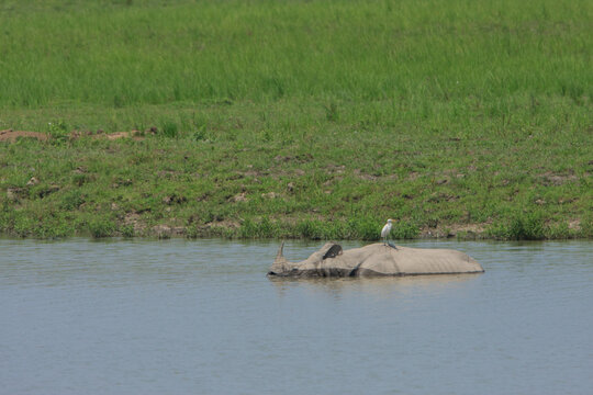 One Horned Rhino wallowing in a lake during summer in Kaziranga National Park (India)