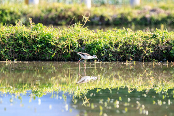 Black-winged Stilt Wading in a Peaceful Wetland Habitat, Long Valley, Hong Kong 