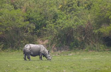 One Horned Rhino grazing in the grassland of Kaziranga National Park (India) © Sandipan