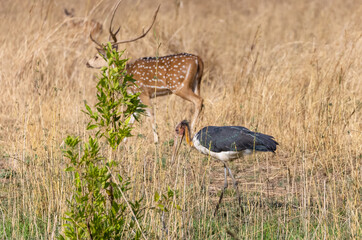 Adjutant stork (Leptoptilos dubius) walking in between the bushes at forest. Spotted deer in...