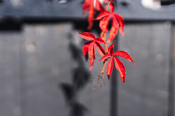 red vine growing through lattice of dark fence, shallow dof