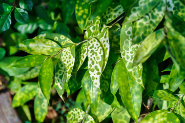 Asparagaceae, Dracaena surculosa Lindl or Gold Dust Dracaena or Japanese Bamboo or Spotted Dracaena or bicolor plant