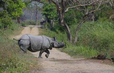 Fototapeta premium One Horned Rhino crossing the safari road in Kaziranga National Park (India)