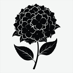 Hydrangea flower silhouette art illustration.