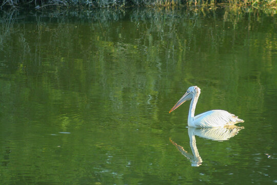 A Pelican swimming in the water of the lake of Lalbagh Botanical Garden (Bangalore, India)