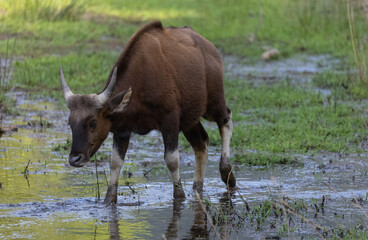 Indian Gaur (Bos gaurus) or Indian Bison walking in the indian jungle.