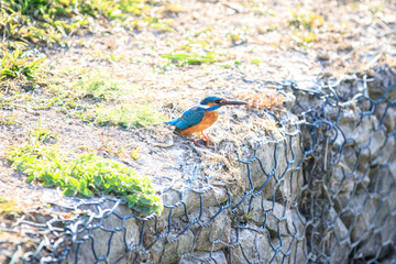 Common Kingfisher Perched on Rocky Ledge, Long Valley, Hong Kong