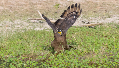 Crested Serpent Eagle (Spilornis cheela) perching on ground with open crest during the territory fight with Red-wattled Lapwing at the forest.