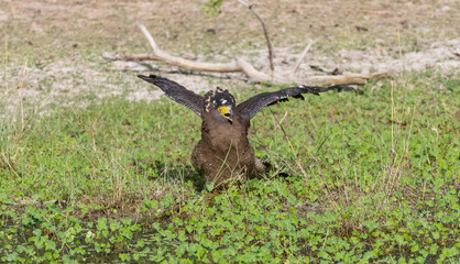 Crested Serpent Eagle (Spilornis cheela) perching on ground with open crest during the territory fight with Red-wattled Lapwing at the forest.