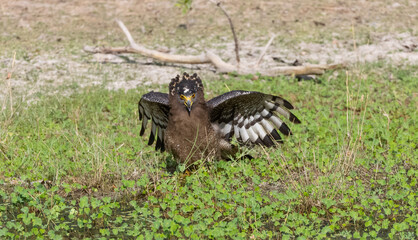 Crested Serpent Eagle (Spilornis cheela) perching on ground with open crest during the territory fight with Red-wattled Lapwing at the forest.