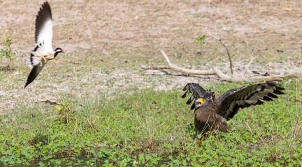 Crested Serpent Eagle (Spilornis cheela) perching on ground with open crest during the territory fight with Red-wattled Lapwing at the forest.
