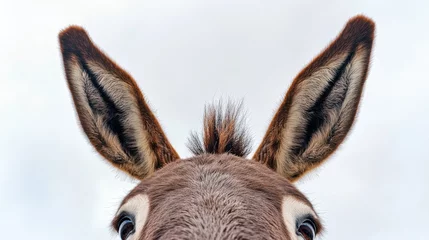 Gardinen Close-up photo of a donkey head taken from below, donkey, head, animal, close-up, mammal, portrait, farm, brown, ears, eyes © Johannes