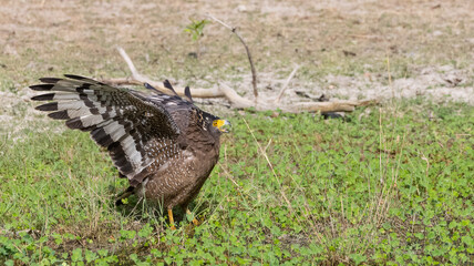 Crested Serpent Eagle (Spilornis cheela) perching on ground with open crest during the territory fight with Red-wattled Lapwing at the forest.