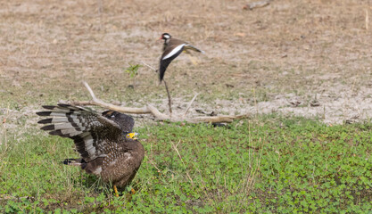 Crested Serpent Eagle (Spilornis cheela) perching on ground with open crest during the territory fight with Red-wattled Lapwing at the forest.