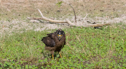 Crested Serpent Eagle (Spilornis cheela) perching on ground with open crest during the territory fight with Red-wattled Lapwing at the forest.