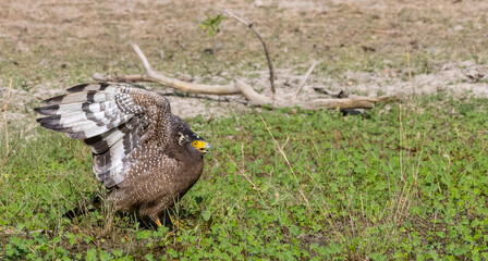 Crested Serpent Eagle (Spilornis cheela) perching on ground with open crest during the territory fight with Red-wattled Lapwing at the forest.