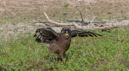 Crested Serpent Eagle (Spilornis cheela) perching on ground with open crest during the territory fight with Red-wattled Lapwing at the forest.