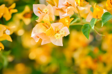 Bougainvillea or paper flower , yellow paper flower