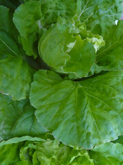 Organic farming of Lettuce
