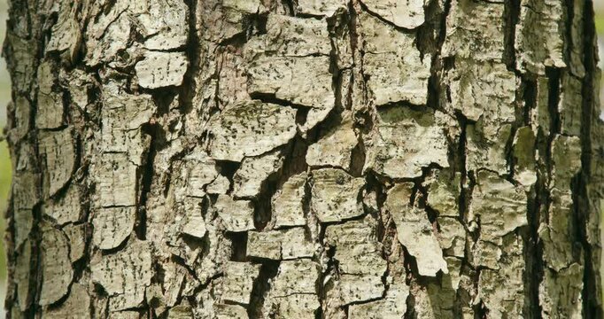 The common alder tree (Alnus glutinosa) in a forest